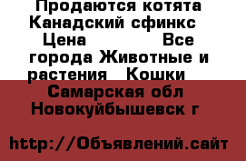 Продаются котята Канадский сфинкс › Цена ­ 15 000 - Все города Животные и растения » Кошки   . Самарская обл.,Новокуйбышевск г.